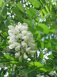 Robinia pseudoacacia